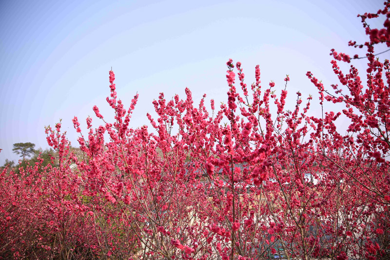 图三：“彩虹谷”盛开的桃花